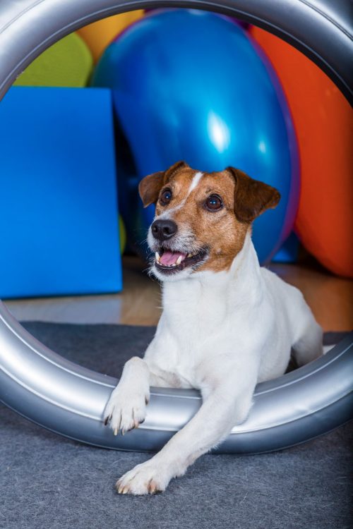 Jack Russel mit Trainingsgerät