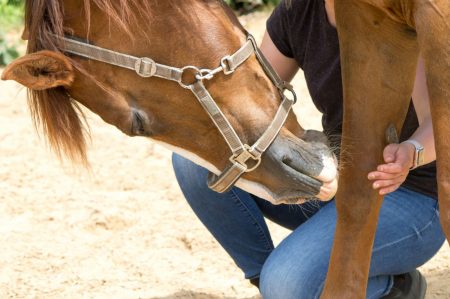 physical therapy for horse, Exercise and regeneration for horses